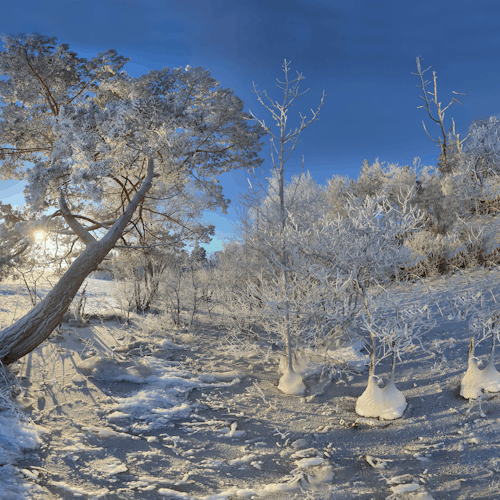 Scenic Winter Landscape with Frosty Trees under Blue Sky 