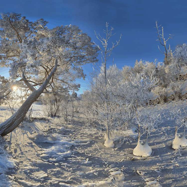 Gratis stockfoto met bevroren, blauwe lucht, bomen