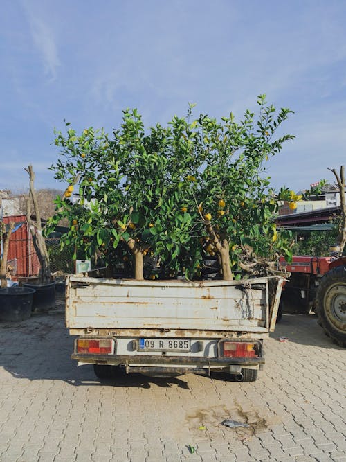 Fotobanka s bezplatnými fotkami na tému citrusové stromy, kamión, poľnohospodárstvo