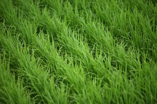 Free Close-up view of vibrant green grass in a field during springtime, showcasing nature's beauty. Stock Photo