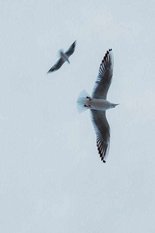 Seagulls Flying on Sky