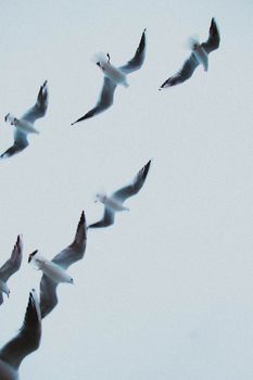 Dynamic capture of seagulls flying against a clear sky, showcasing their grace in motion.