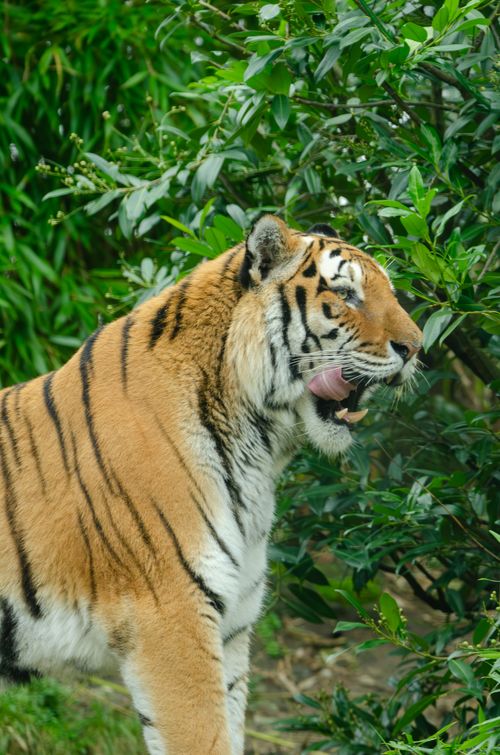 Free A Bengal tiger elegantly walks amidst green foliage, showcasing its natural beauty and strength in the wild. Stock Photo
