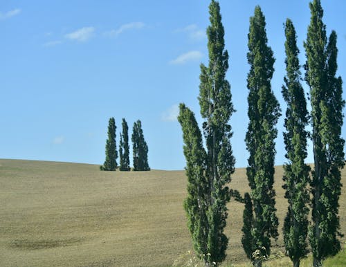 Darmowe zdjęcie z galerii z drzewa, krajobraz, pole