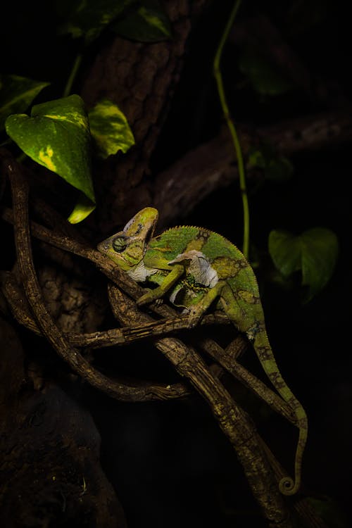 Foto d'estoc gratuïta de animal, arbre, branca