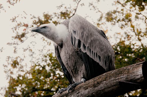 Vulture in a Forest 