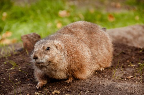 Beaver in a Forest 