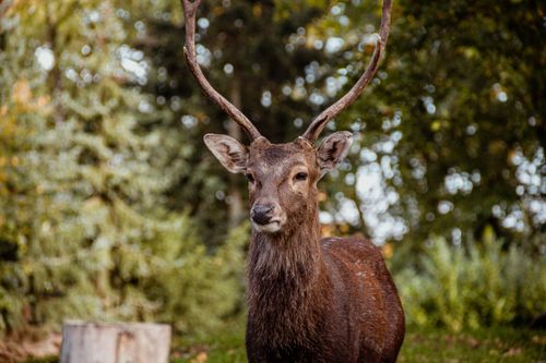 Free Close-up of a deer with antlers in a lush forest, showcasing wildlife elegance. Stock Photo