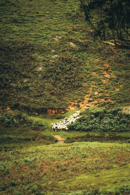 Flock of Sheep in a Mountain Valley 