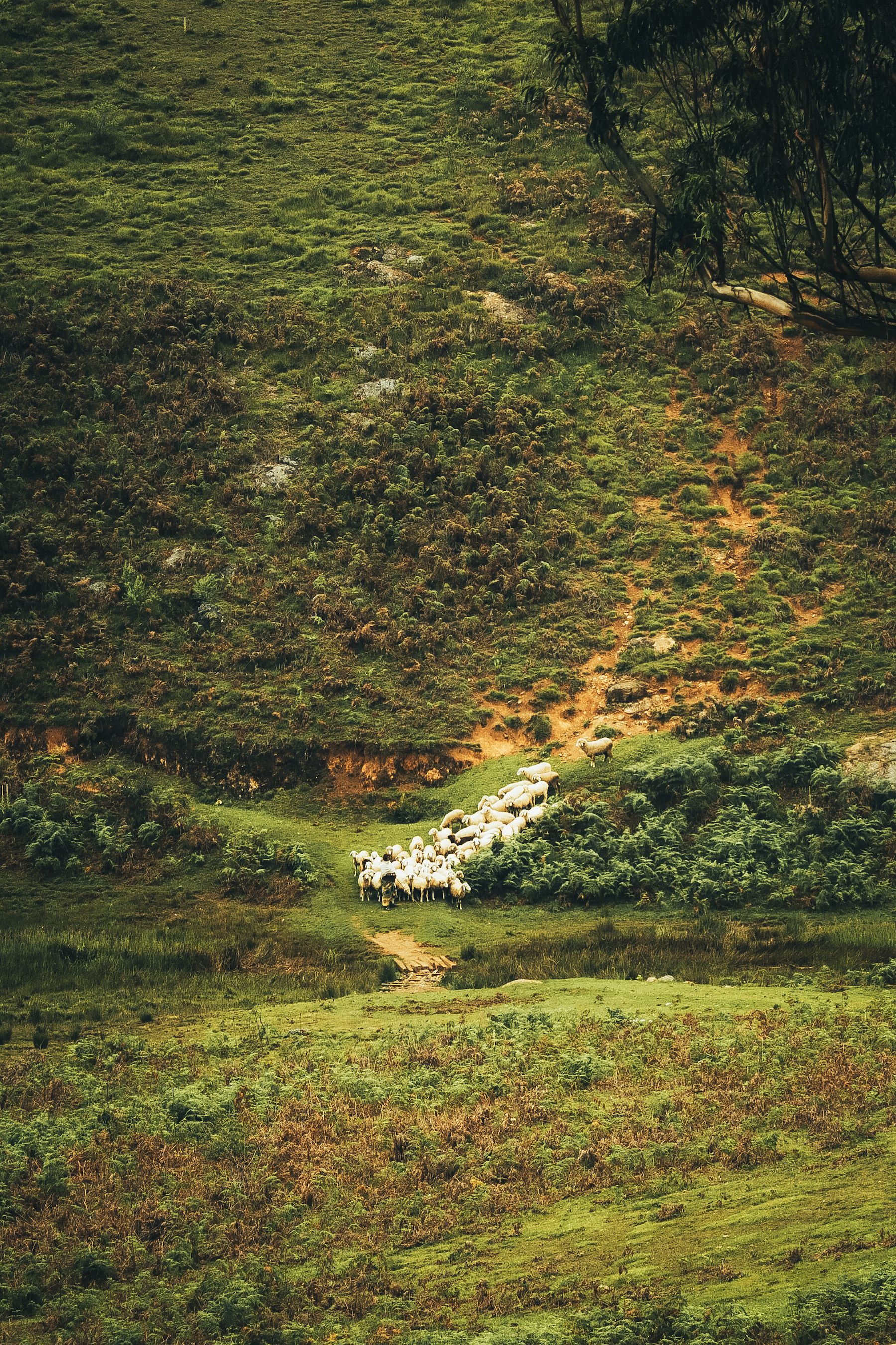Flock of Sheep in a Mountain Valley · Free Stock Photo