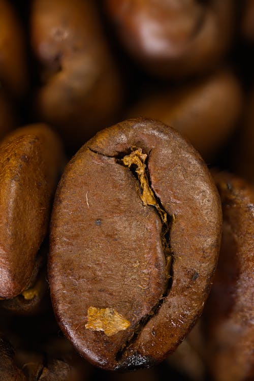 Gratis lagerfoto af brun, frisk, kaffebønne