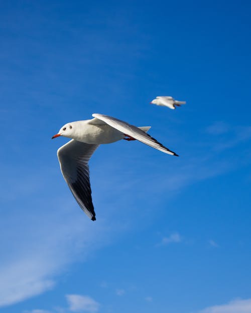 Seagulls Flying in the Sky 