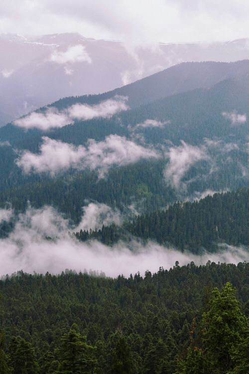 Free A breathtaking view of coniferous forests cloaked in mist and clouds, set against mountain backdrops. Stock Photo