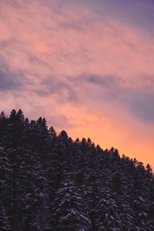 Free Captivating view of a snowy evergreen forest silhouetted against a vibrant sunset sky in winter. Stock Photo