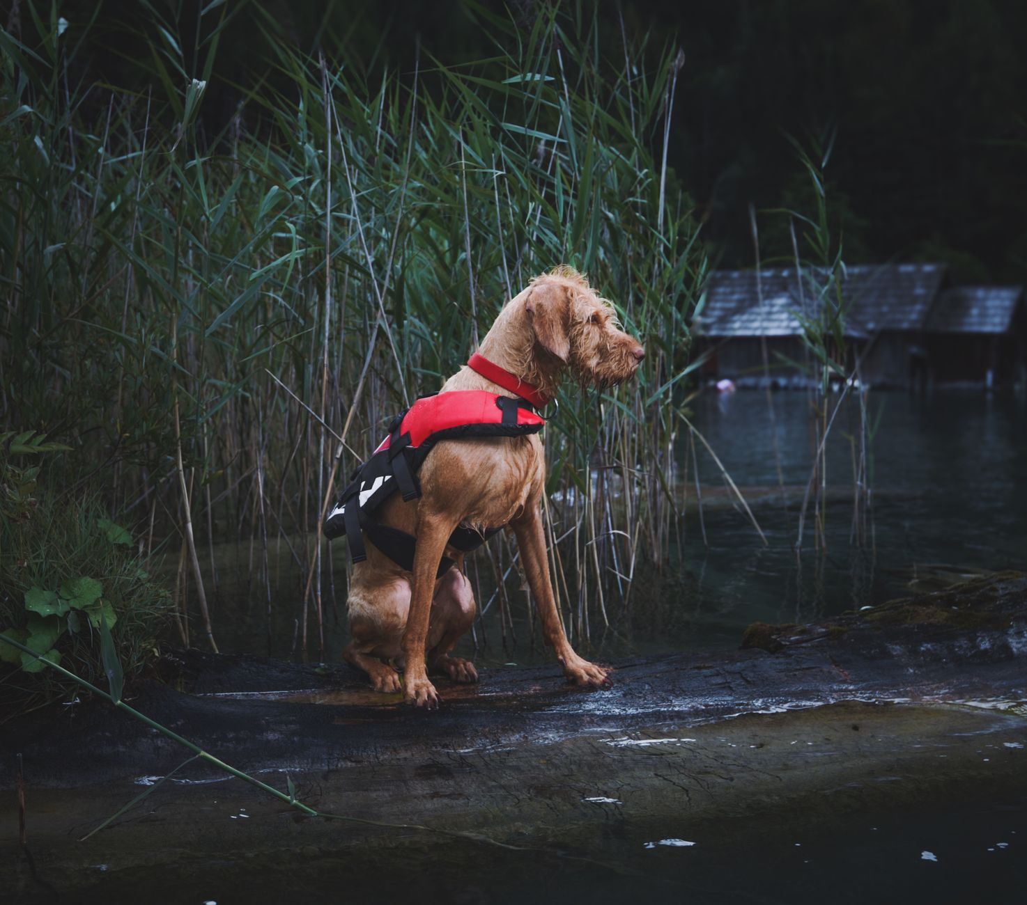 A Hungarian Wirehaired Pointer in a red life vest sits by a serene lakeside.