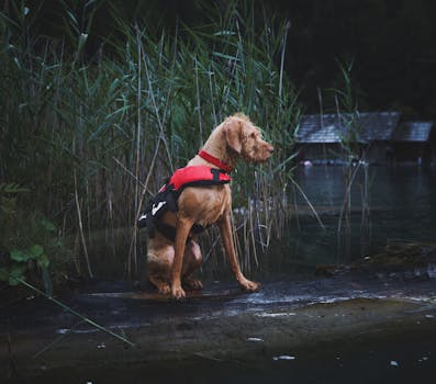 Portuguese Water Dog image