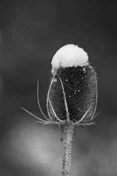 Close-up of a snow-covered thistle against a blurred background in a black and white image.