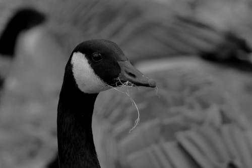Goose Head in Black and White