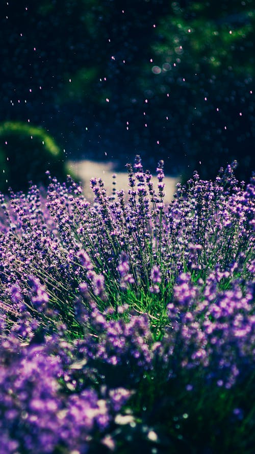 Blooming lavender in the summer