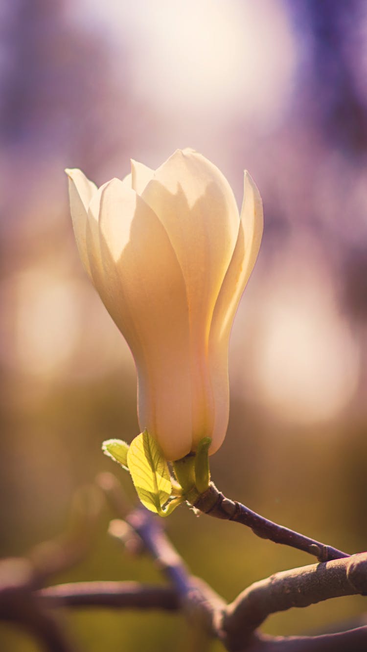 White Magnolia Flower