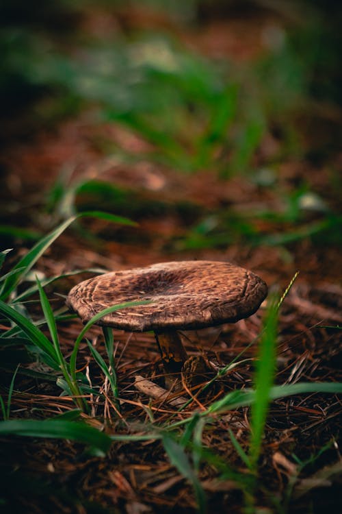 Scaly Wood Mushroom on Ground in Forest