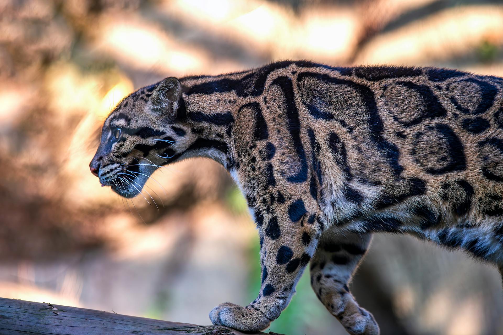 Formosan Clouded Leopard