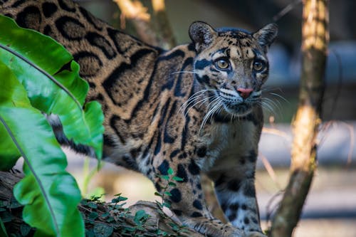 Clouded Leopard in the Zoo Enclosure