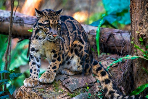 Clouded Leopard Sitting on a Log