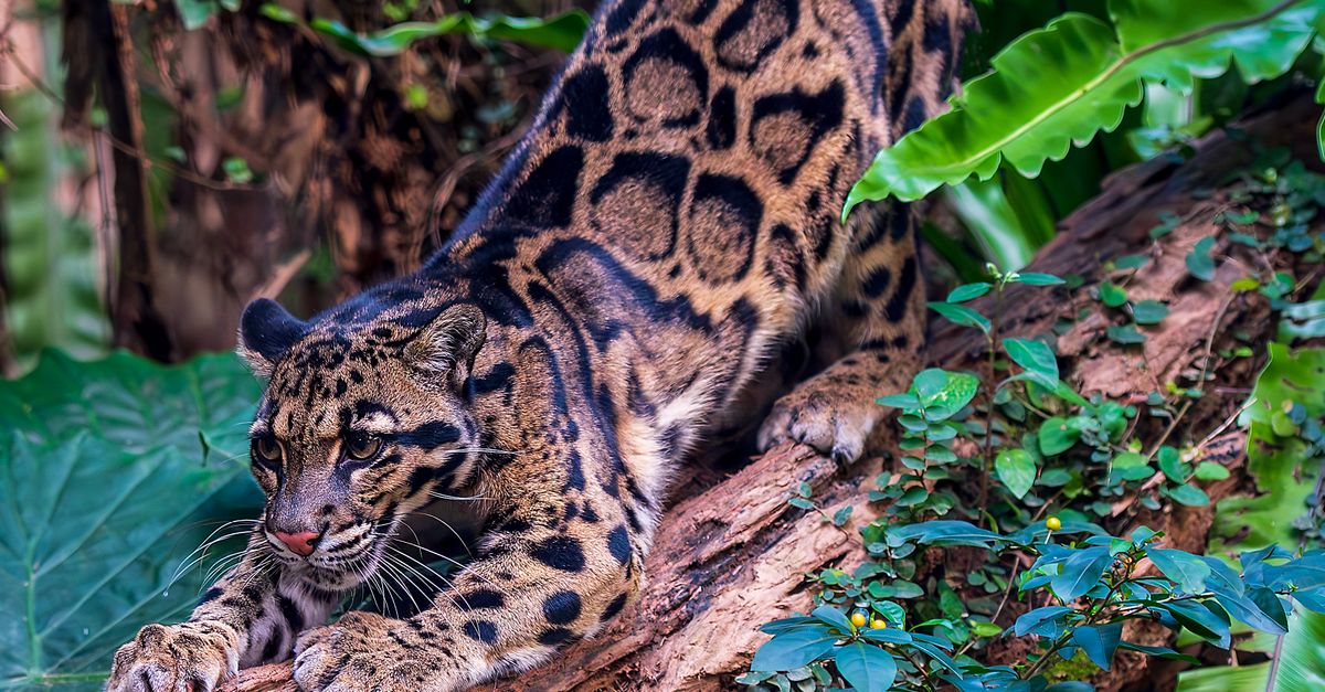 Leaopard Ribsaw Clouded Leopard Sharping Claws on a Tree Trunk · Free Stock Photo