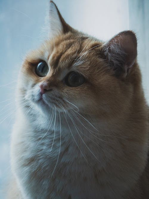 Adorable Cat Looking