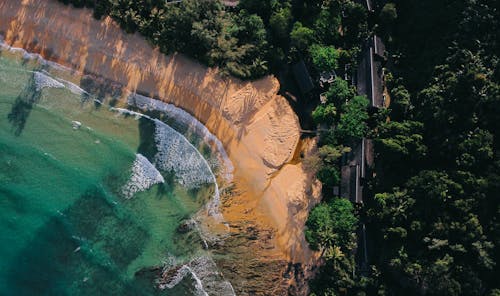 Immagine gratuita di aereo, alberi, bagnasciuga