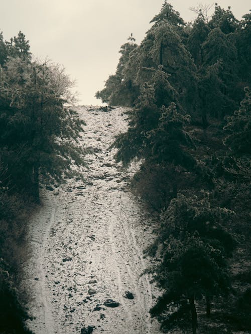 View of a Steep Hill with Snow and Trees 