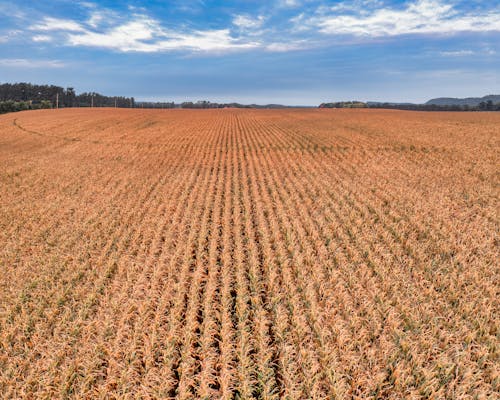 Drone Shot of a Crop in the Countryside 