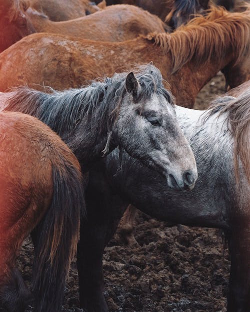 Immagine gratuita di cavallo, focus selettivo, fotografia di animali