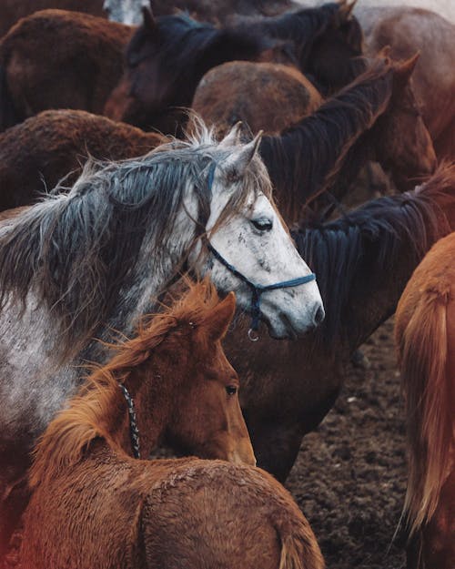 Immagine gratuita di animali, bestiame, cavalli