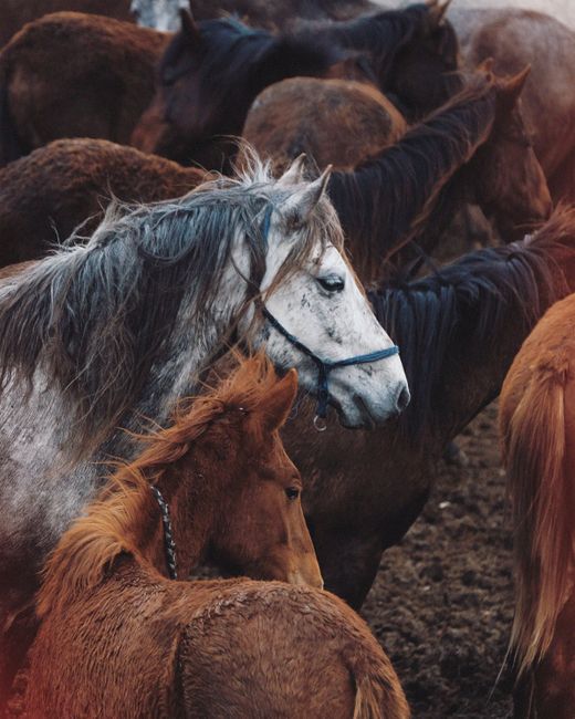 Close-up view of wild horses in a herd showcasing natural movement and earthy tones.