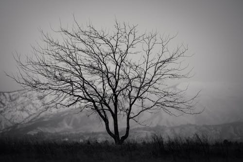 Black and White Photo of a Leafless Tree on a Meadow on the Background of a Mountain 