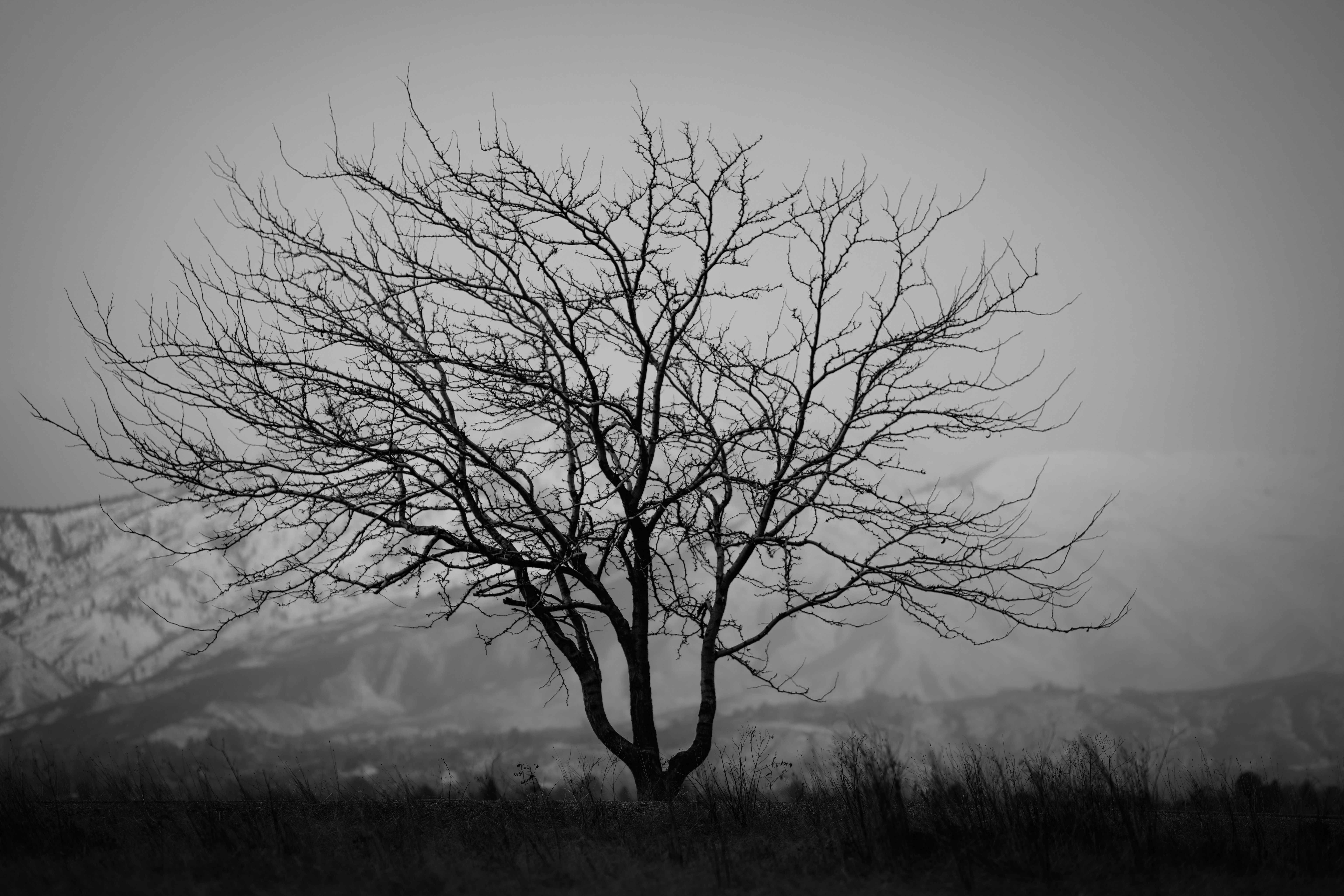 Black and White Photo of a Leafless Tree on a Meadow on the Background ...