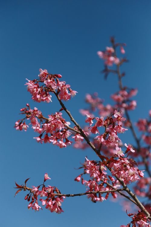 Free Close-up of blooming cherry blossoms on a sunny day, showcasing nature's beauty in spring. Stock Photo