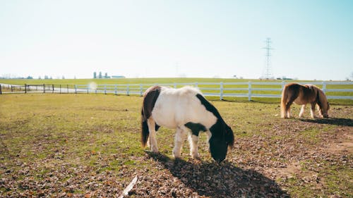 動物攝影, 吃草, 家畜 的 免費圖庫相片