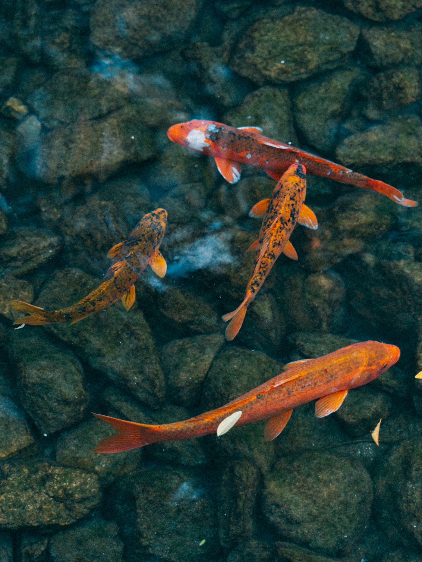 Koi fish drifting through still green pond water
