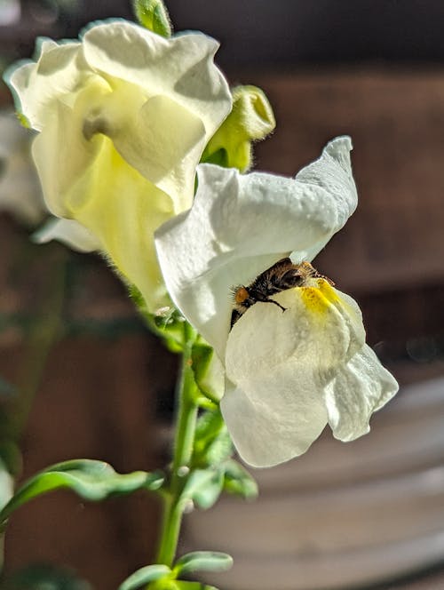 Fotobanka s bezplatnými fotkami na tému biely kvet, hmyz, makrofotografia