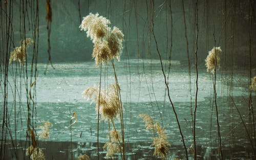 Branches and Plants over Lake on Marsh