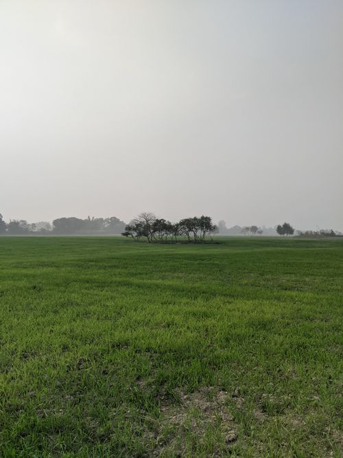 Free A tranquil green meadow with distant trees under a foggy summer sky, ideal for calm countryside ambience. Stock Photo