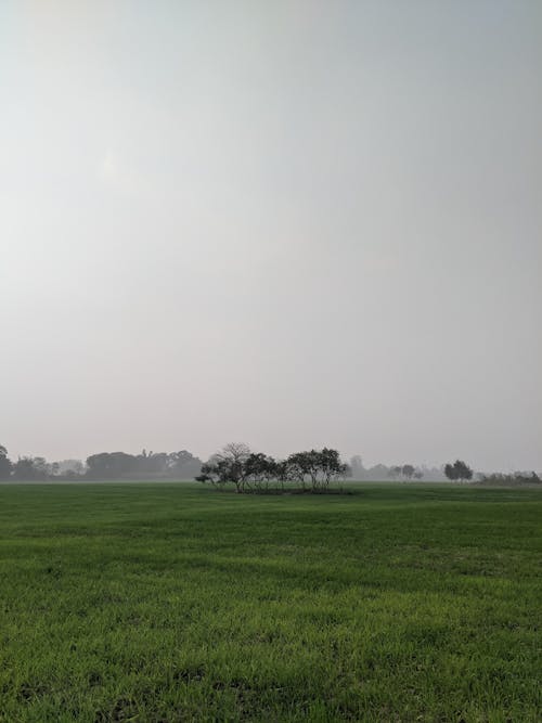 Trees Growing in Green Countryside