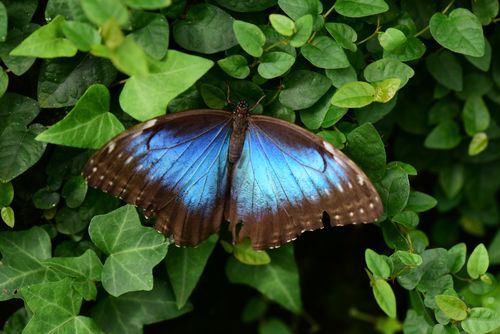 Free Close-up of a Blue Morpho butterfly resting on green leaves, perfect for nature enthusiasts. Stock Photo
