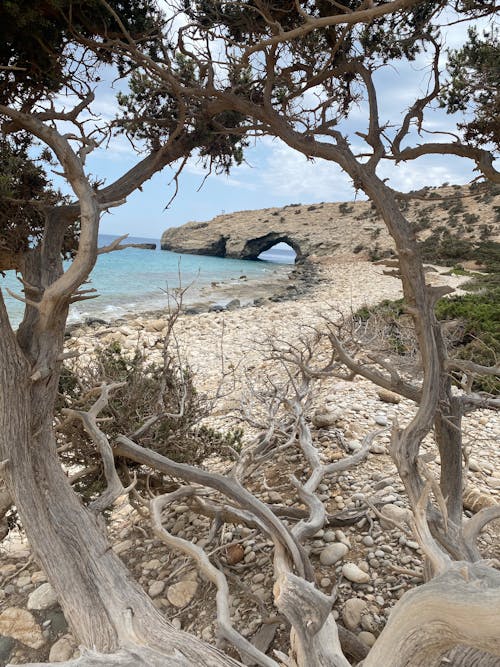 Natural Arch behind Trees on Beach