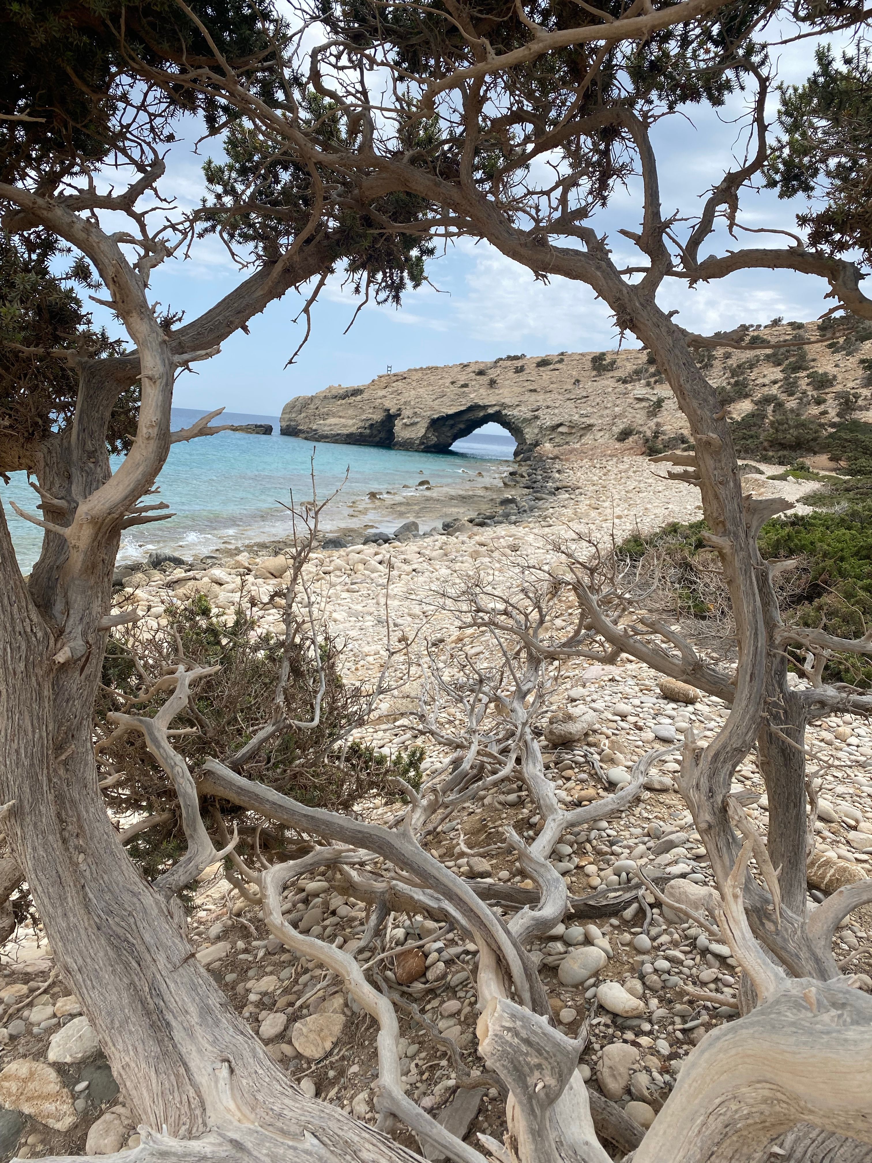 Natural Arch behind Trees on Beach · Free Stock Photo