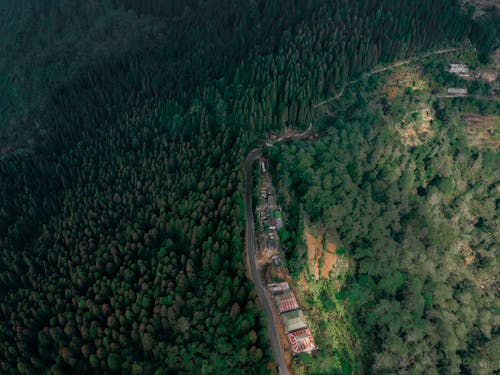 Aerial View of Forest in Summer