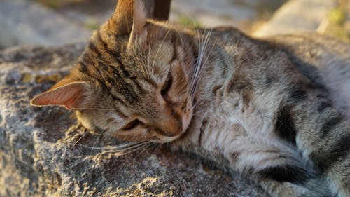 Free stock photo of animal, brown cat, brown tabby cat